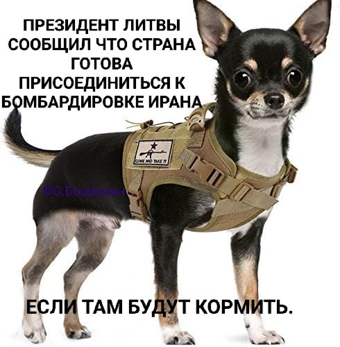 ПРЕЗИДЕНТ ЛИТВЫ СООБЩИЛ ЧТО СТРАНА ГОТОВА ПРИСОЕДИНИТЬСЯ К БОМБАРДИРОВКЕ ИРАНА ЕСЛИ ТАМ БУДУТ КОРМИТЬ.