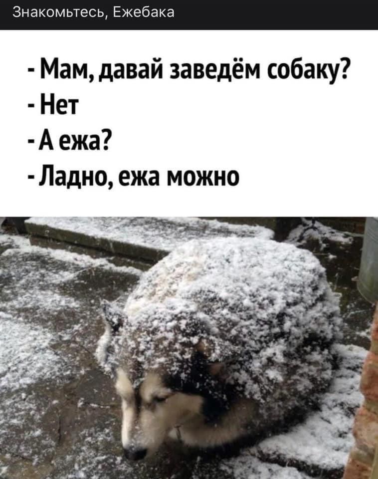Знакомьтесь Ежебака Мам давай заведём собаку Нет А ежа Ладно ежа можно