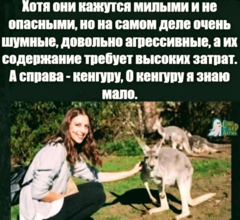 Хотя они кажутся милыми и не опасными но на самом деле очень винные довольно агрессивном а их содержание шепчет высоких затрат А опоова коими копит я знаю мало