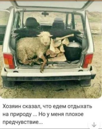 Хозяин сказал ЧП едем отдыхать на природу Но у меня плохое предчувствие
