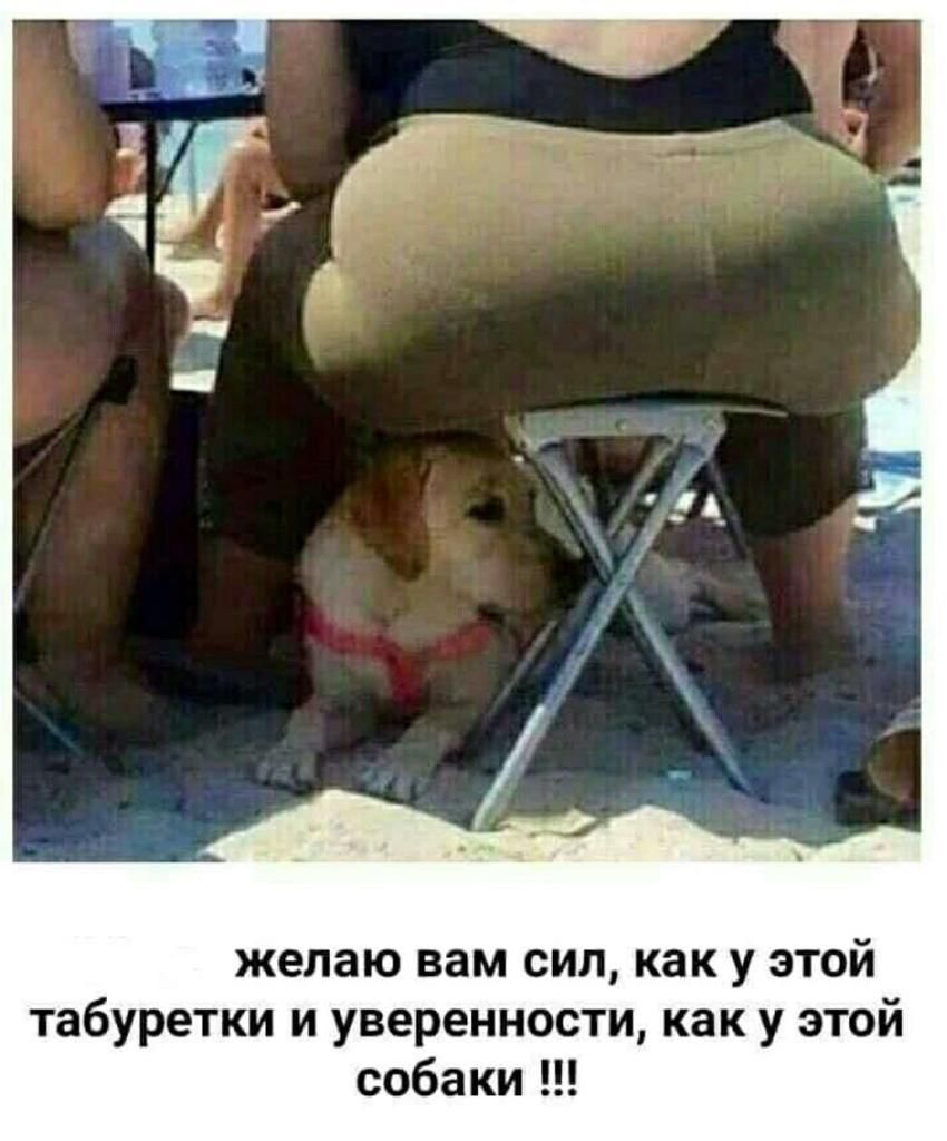 желаю вам сил как у этой табуретки и уверенности как у этой собаки
