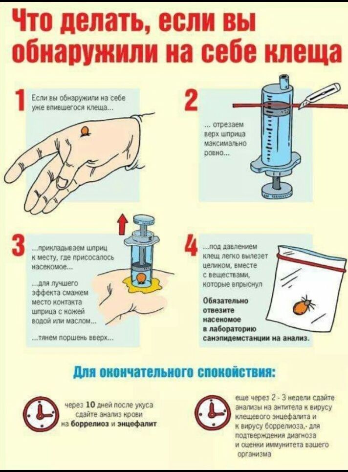 Что делать если вы обнаружим на себе клеща 1 Если вы на себе уже пишиш киш з джимм мж мд нету гм ими легко 1 пасе юное пешими ши 0 ищи тента снами иесюкоищп пижасштй стрит ты порше пир м еще через 2 3 педали сдаіпе чем 30 дней после укуса мамам на имена вирусу спаме анализ коми клещевого видюшки и а 03 и подпеожлеиия диагноза и видим шуилыа вашего оогашгиа