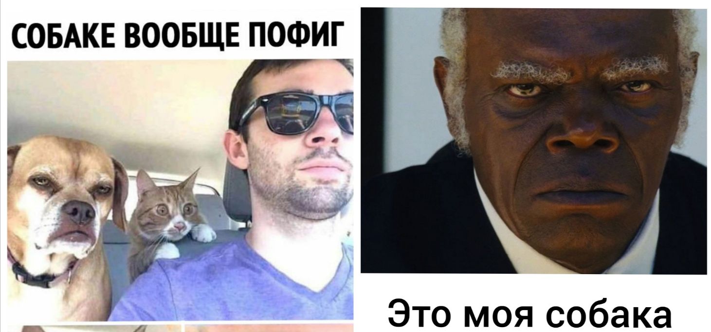 СОБАКЕ ВООБЩЕ ПОФИГ Это моя собака