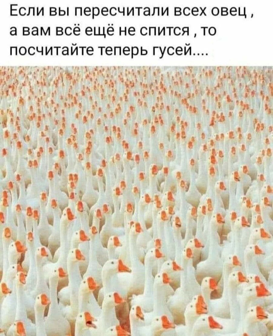 Если вы пересчитали всех овец а вам всё ещё не спится то посчитайте теперь гусей с Ч их ф _ чё 55 і ц0г1