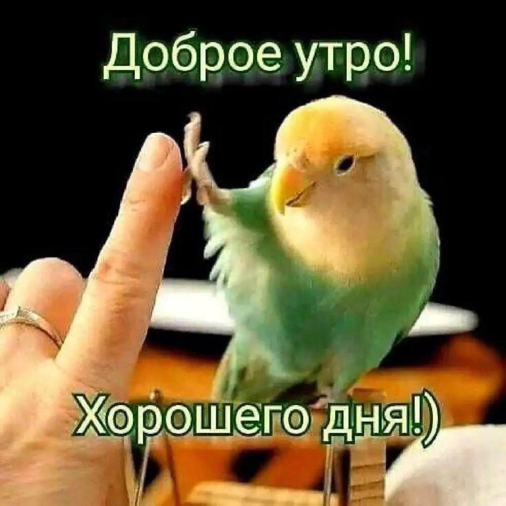 доброе утро