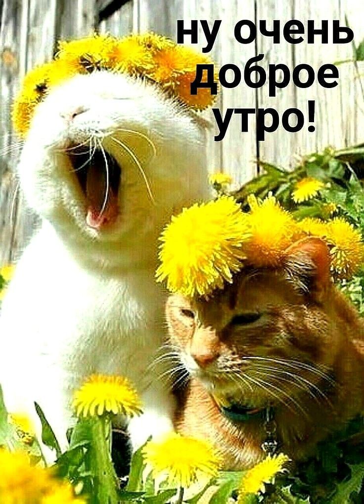ну очень доброе утро!