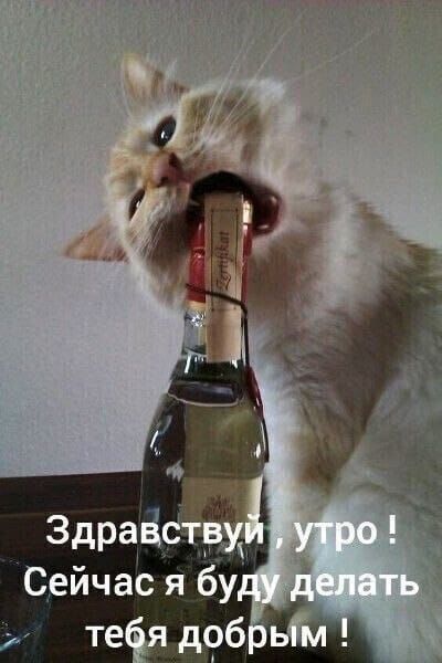 Здравствуйте, утро! Сейчас я буду делать тебя добрым!