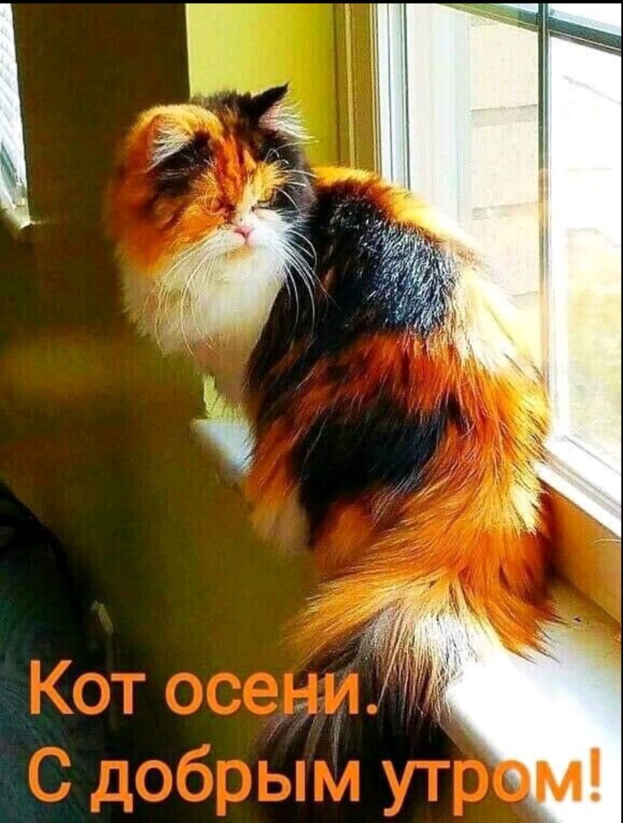 Кот осени. С добрым утром!