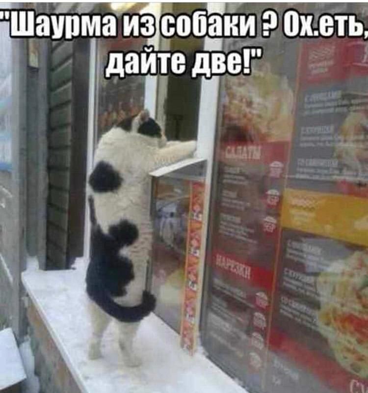 ШЁШПМЗ ИЗ собаки 9 Х ВТЬ