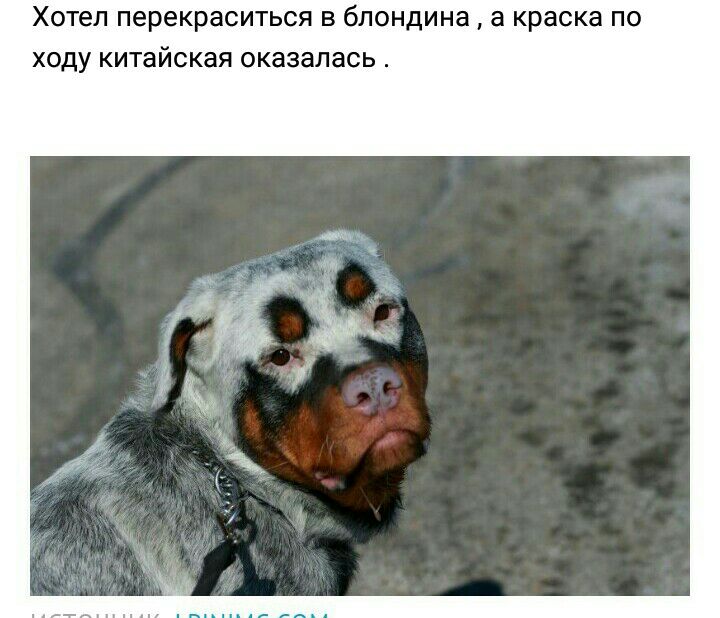 Хотел перекраситься в блондина а краска ходу китайская оказалась