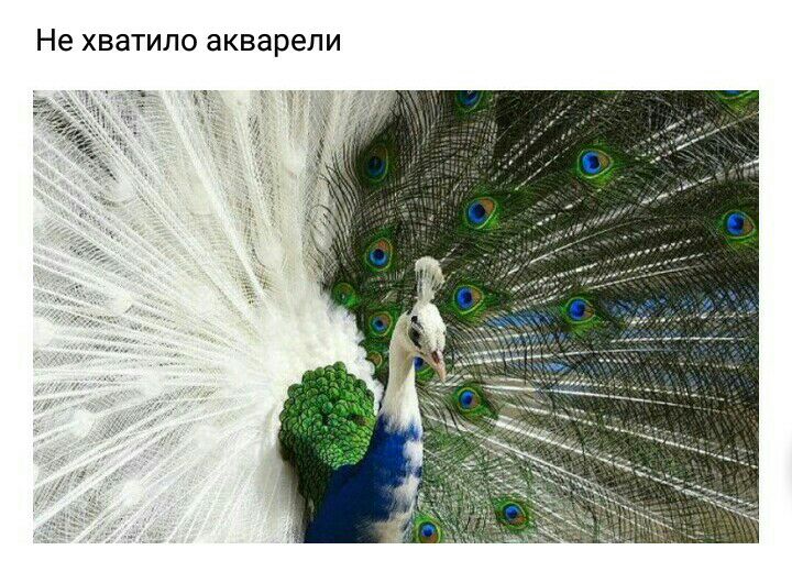 Не хватило акварели