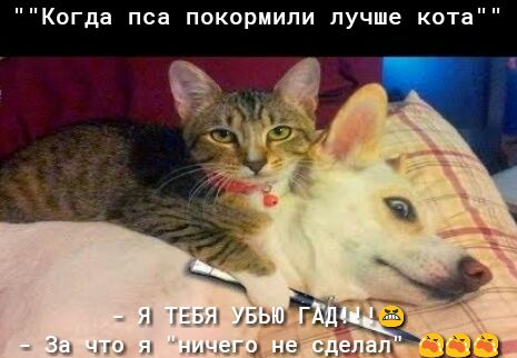 Когда пса покормили лучше кота 2х9 ЬЁЁ ы