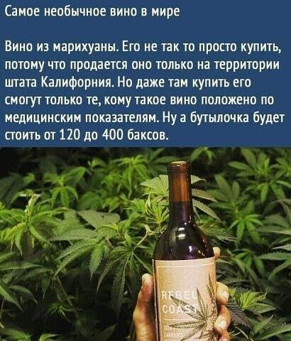 Самое необычное вино в мире Вино из марихуаны Ета не так то просто купить потому что придается пип толька на территории штата Калифорния Но даже там купить его смогут только те кому такое ни на положено по медицинским показателям Ну а бутылочка будет стоить от 120 до 400 баксов