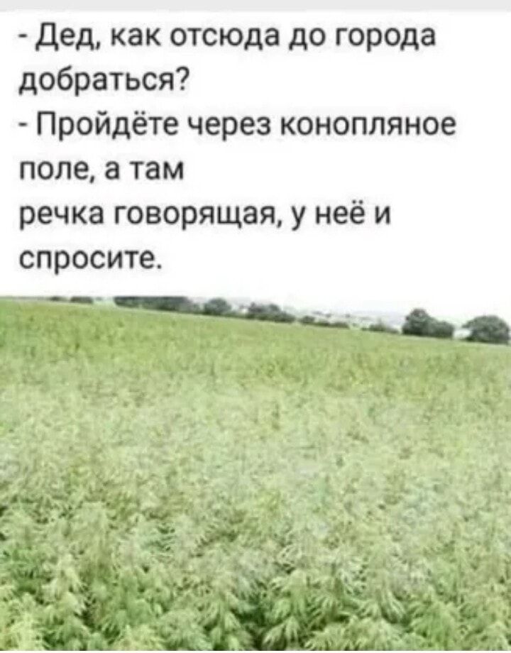 Дед как отсюда до города добраться Пройдёте через конопляное поле а там речка говорящая у неё и спросите