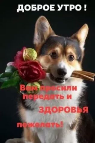 дОБРОЕ УТРО здоров лить