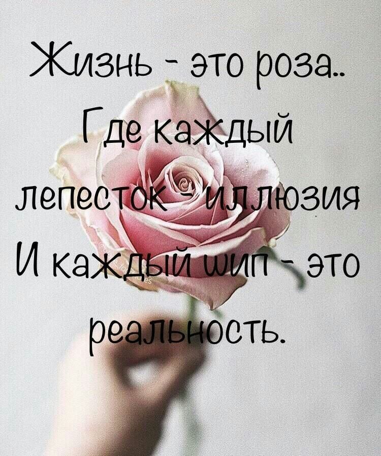 Живнь это роза Где кайдыи лепео