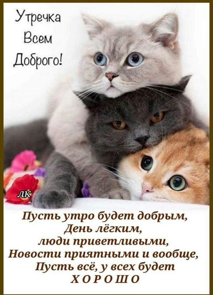 Пусть утро будет добрым День лёгким люди привепиивьши Новости приятными и вообще Пусть всё у всех будет Х О Р 0 Ш 0