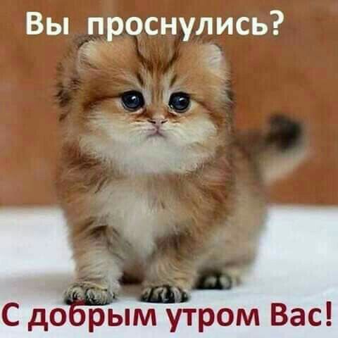 Вы проснулись і С до рым утром Вас