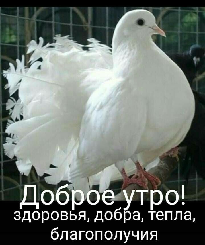 До здоровья добра тепла благополучия