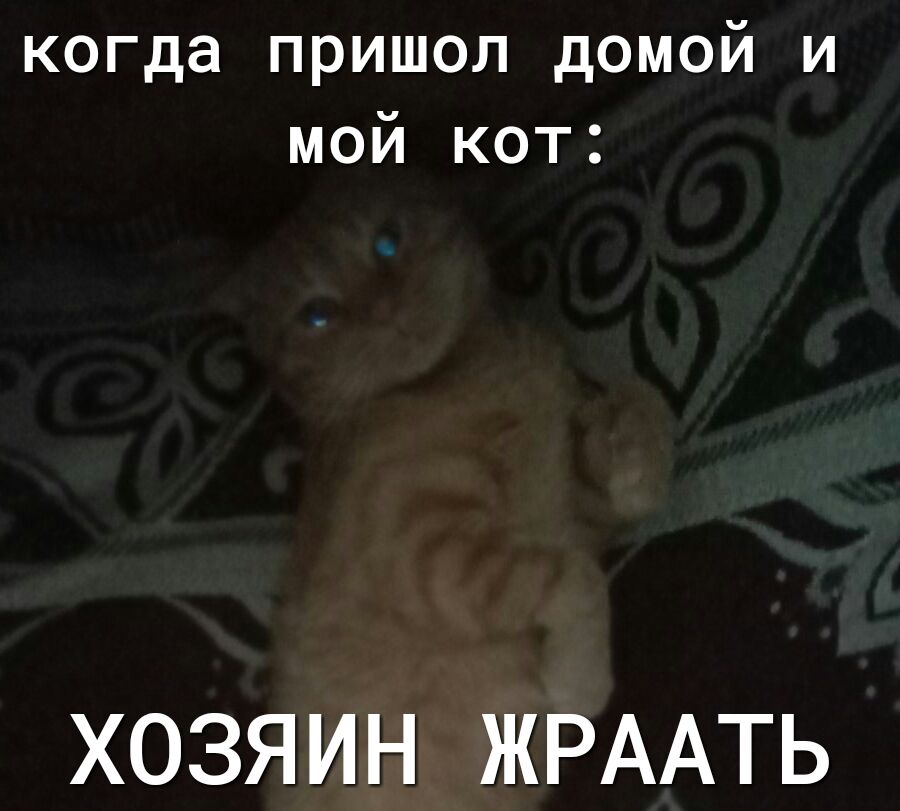 когда пришол домой и мой кот ХОЗЯИН ЖРААТЬ