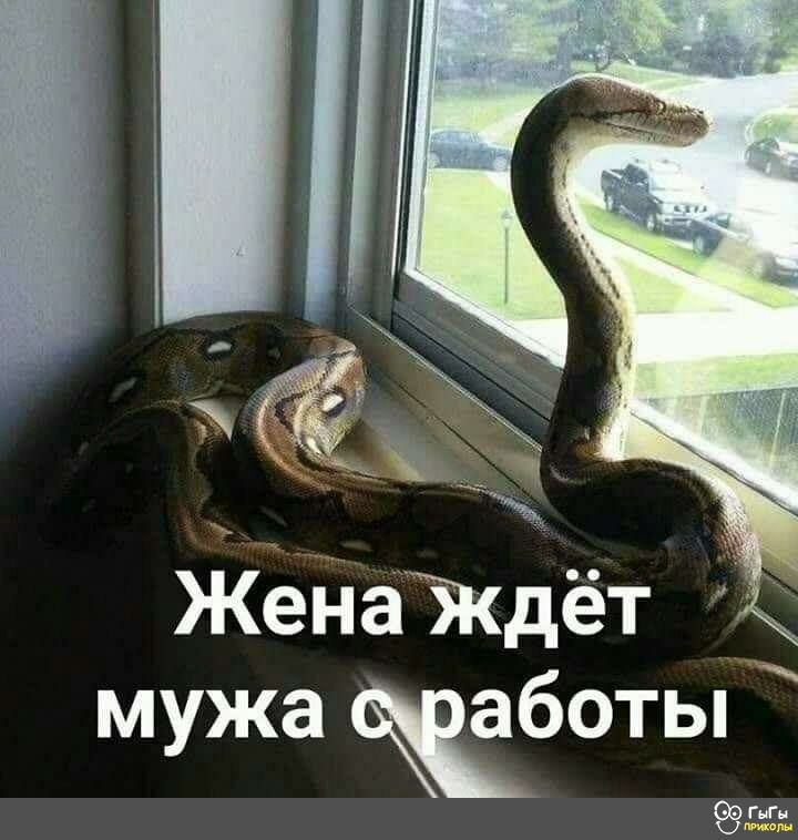 жд найдёт _ мужа боты шипит