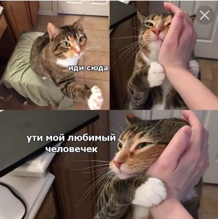 ути мой любимый четювечек