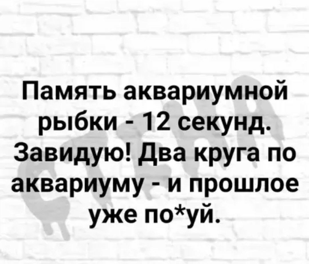 Память аквариумной рыбки 12 секунд Завидую Два круга по аквариуму и прошлое уже поуй