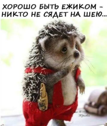 ХОРОШО БЫТЬ ЕЖИКОМ НИКТО НЕ СЯАЕТ НА ШЕЮ
