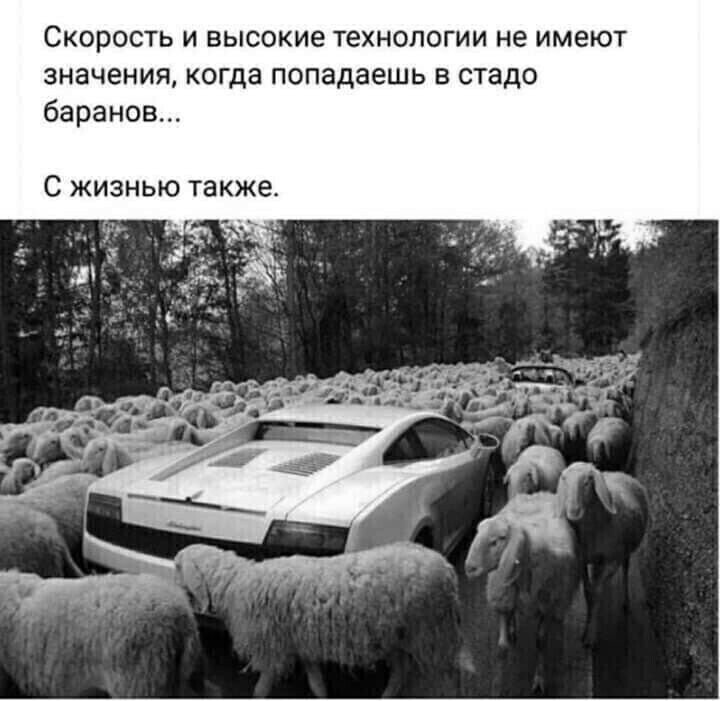 Скорость и высокие технологии не имеют значения когда попадаешь в стадо баранов С жизнью также