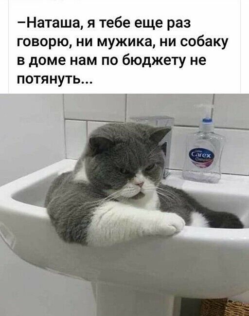 Наташа я тебе еще раз говорю ни мужика ни собаку в доме нам по бюджету не потянуть Ё7