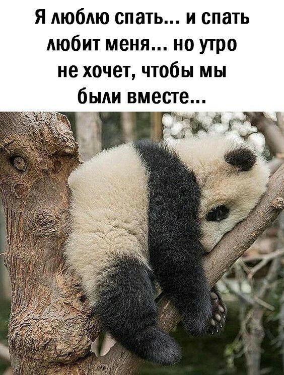Я люблю спать и спать любит меня но утро не хочет чтобы мы были вместе