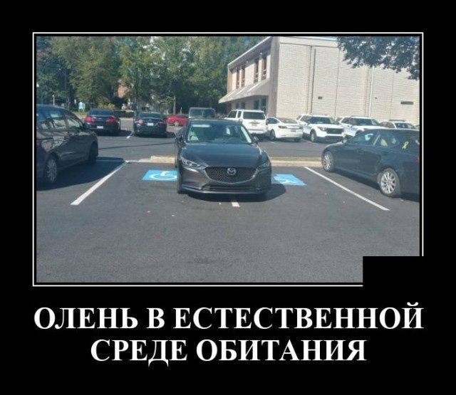 ОЛЕНЬ В ЕСТЕСТВЕННОЙ СРЕДЕ ОБИТАНИЯ