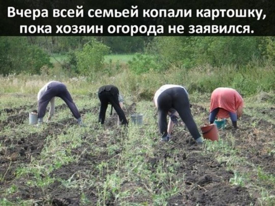 Вчера всей семьей копали картошку пока х9з_яи_н_ огорода не зая9ил_ся 7_