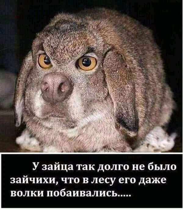 У зайца так долго не было зайчихи что в лесу его даже волки побаивались