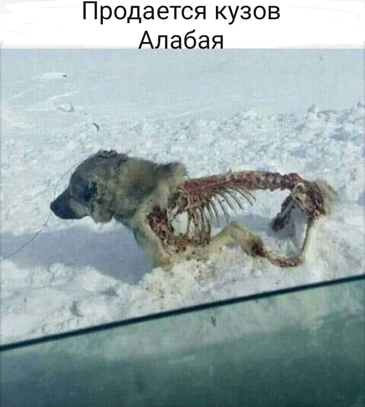 Продается кузов Алабая