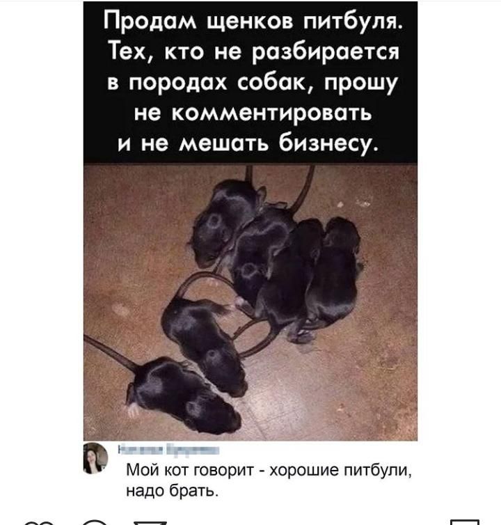 Продам щенков питбуля Тех кто не разбирается в породах собак прошу не КОММЭНТИРОВОТЬ и не мешать бизнесу Мой кот говорит хорошие питбупи надо брать _