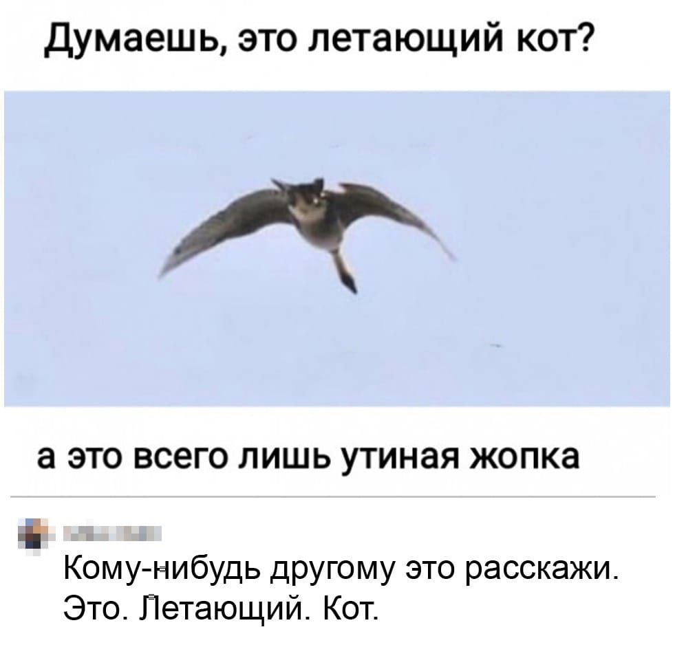 Думаешь это летающий кот Р а ЭТО ВСЭГО ЛИШЬ УТИНЭЯ ЖОПКЭ і Кому нибудь другому это расскажи Это Петающий Кот