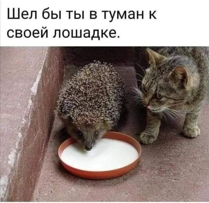 Шел бы ты в туман к своей лошадке