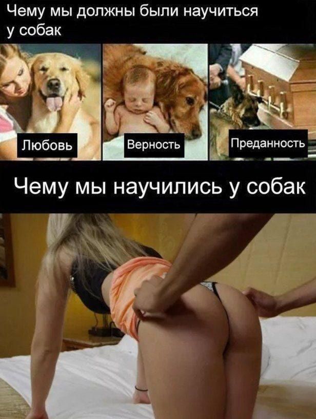 Чему мы должны были научиться у собак гё іі 1 _ хд 1 Верность Преданность 7 __ _ __ Ч