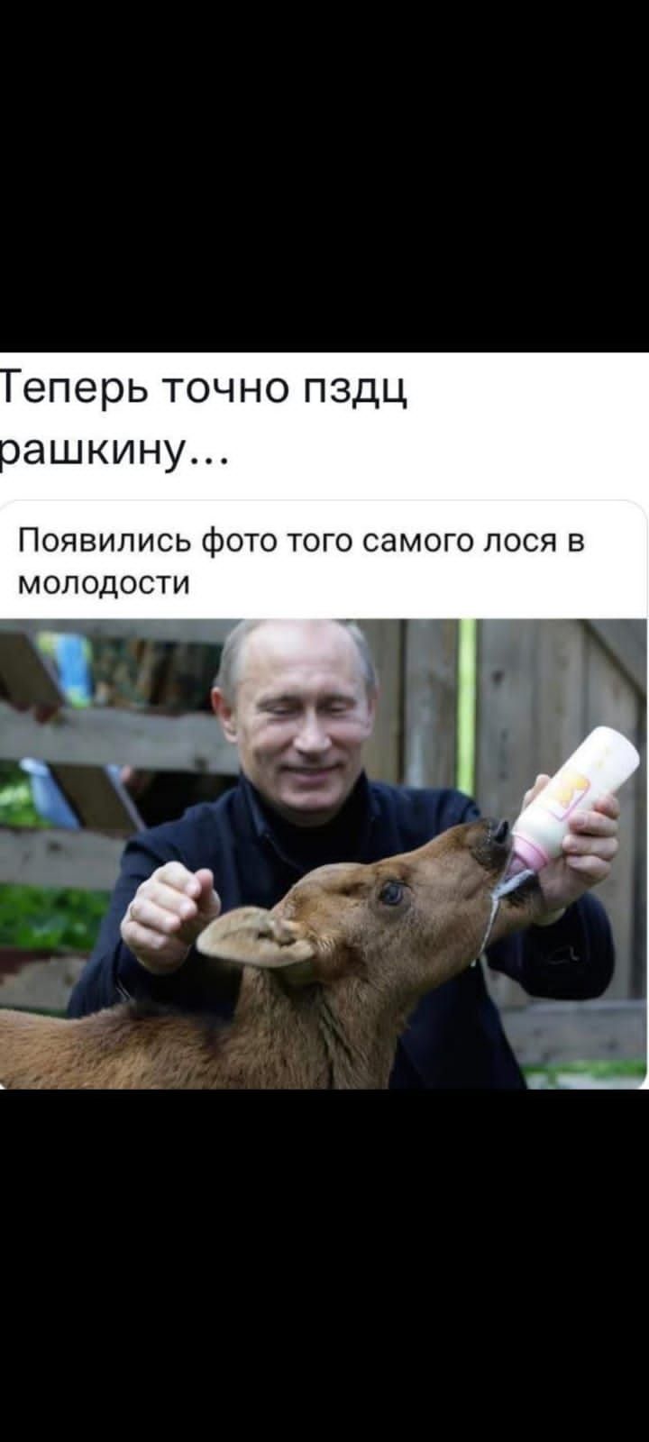 еперь точно пздц ашкину ПОЯВИЛИСЬ фОТО ТОГО СЭМОГО ЛОСЯ В МОЛОДОСТИ