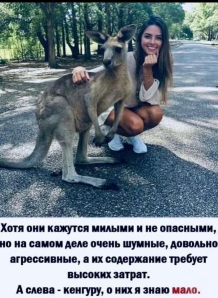 Хотя они кажутся вишни и не опасными и вании им очень шумные довольно привитые их самшит требует вышки играт Аши контуру о иии знаю мало