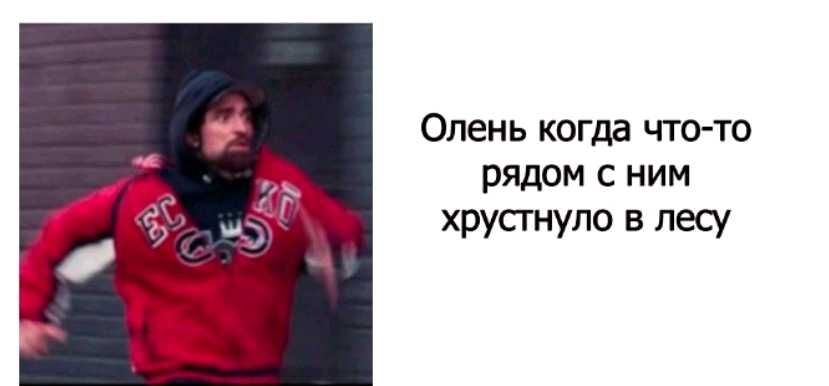 Олень когда что то рядом с ним хрусгнупо в лесу