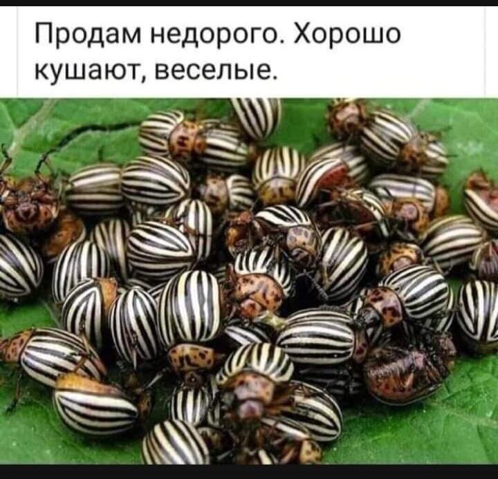 Продам недорого Хорошо кушают веселые