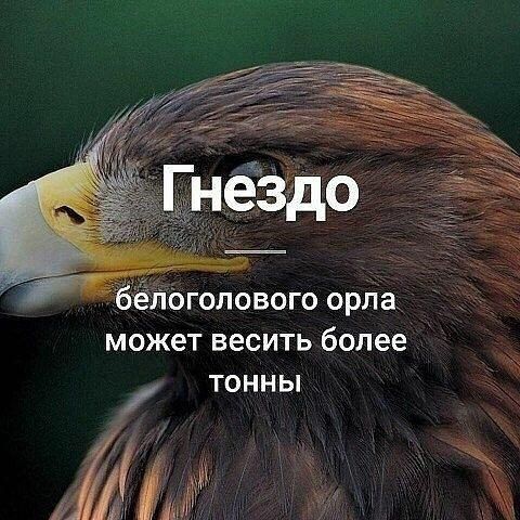 _ Голового ор может весить более тонны
