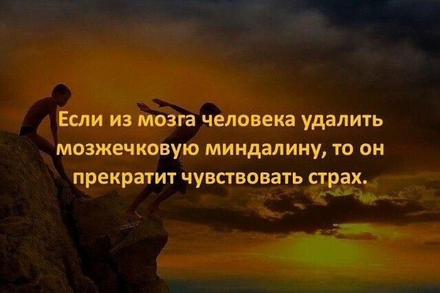 ЕСЛИ ИЗ МОЗГЗ человека удалить МОЗЖЕЧКОВУЮ МИНДЗЛИНУ ТО ОН прекратит чувствовать страх 7