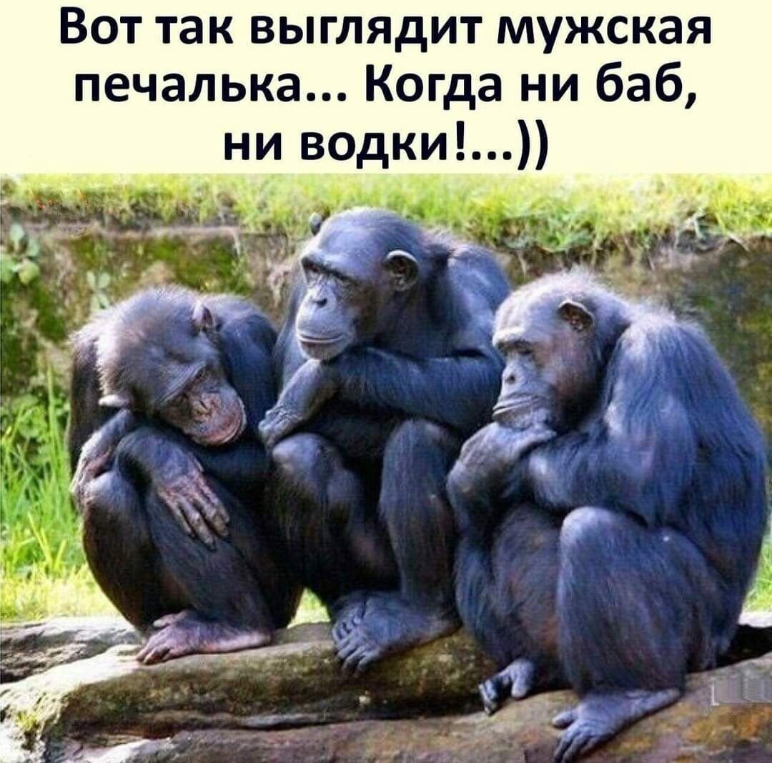Вот так выглядит мужская печалька Когда ни баб ни водки 6 9