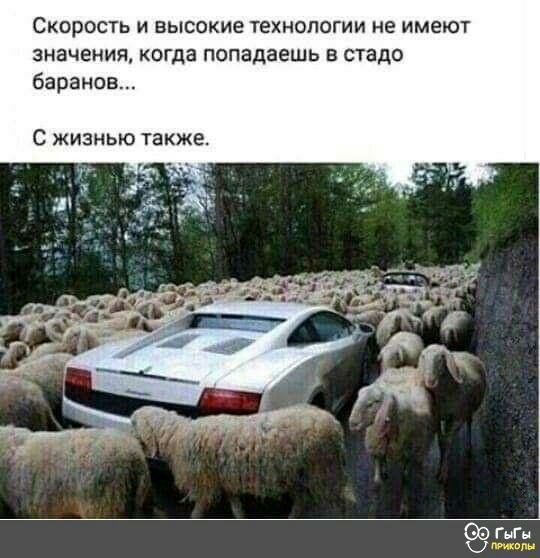Скорость и высокие технологии не имеют значения когда попадаешь в стадо баранов С жизнью также ГнГн