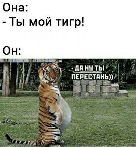 Она Ты мой тигр _дп на ты пвпвстпныу 1