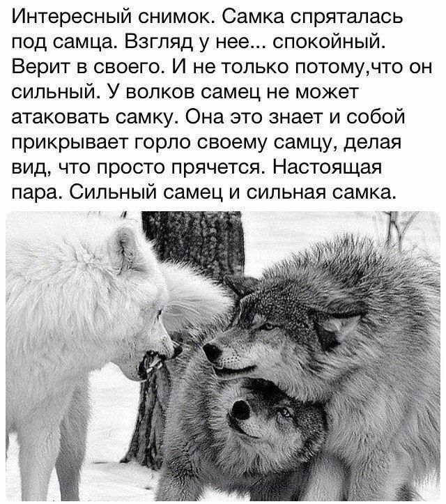 Интересный снимок Самка спряталась под самца Взгляд у нее спокойный Верит в своего И не только потомучто он сильный У волков самец не может атаковать самку Она это знает и собой прикрывает горло своему оамцу делая вид что просто прячется Настоящая пара Сильный самец и сильная самка