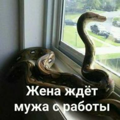 _ Жена Ждёт мужа боты